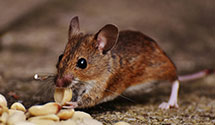 24 Hour & Emergency Exterminators in West Glens Falls, NY